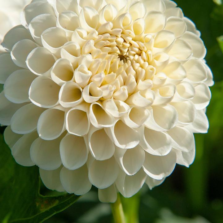 Produktbild Plant in a Box Dahlia Boom Boom White - 3er Set Dahlien (10 cm)