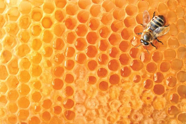 Image du produit Arkopharma Activox Propolis Honig-Zitronen Lutschtabletten (24 pièce(s), Cachets, 82 g)