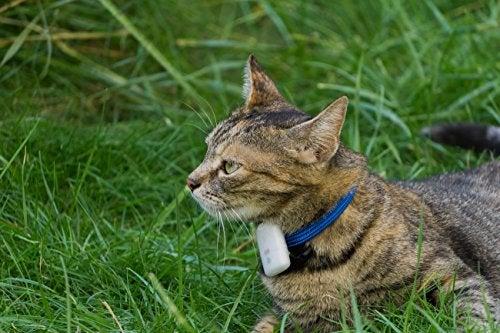 Actual product image Girafus Tracking device (Cat)