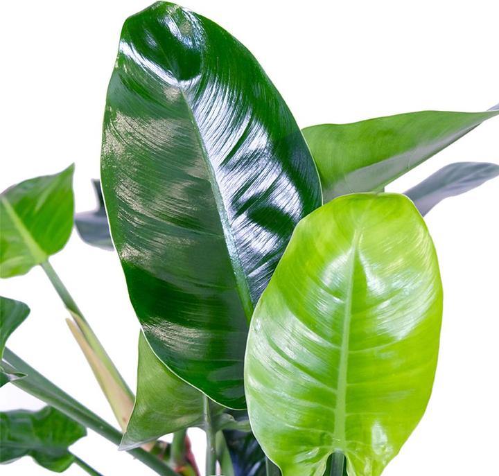 Image du produit VEG and the City Cali (Ami des arbres - Philodendron Imperial Green) (65 cm)