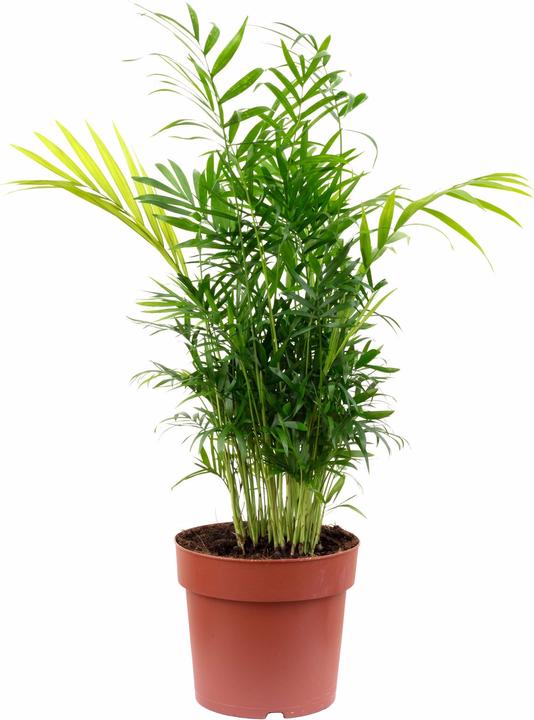 Flowerbox Palmier de montagne - Chamaedorea elegans (70 cm)