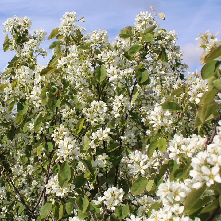 Image du produit Zulauf Gewöhnliche Felsenbirne / Amelanchier ovalis (100 cm)