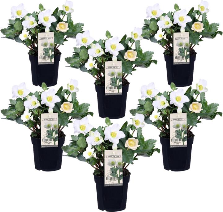Produktbild Plant in a Box Helleborus niger Mont Blanc - 6er Set Christrosen (20 cm)