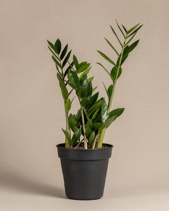 Immagine prodotto feey Piuma fortunata (55 cm, Appena rinvasata)