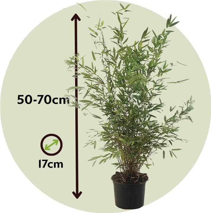 Produktbild Plant in a Box Fargesia nitida 'Gansu' - Gansu-Bambus (50 cm)