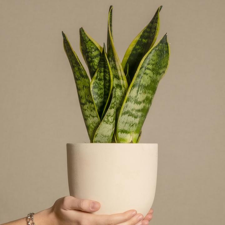 Actual product image Plant in a Box Sansevieria trifasciata 'Futura Superba' - Set of 3 Bow Hemp (35 cm)