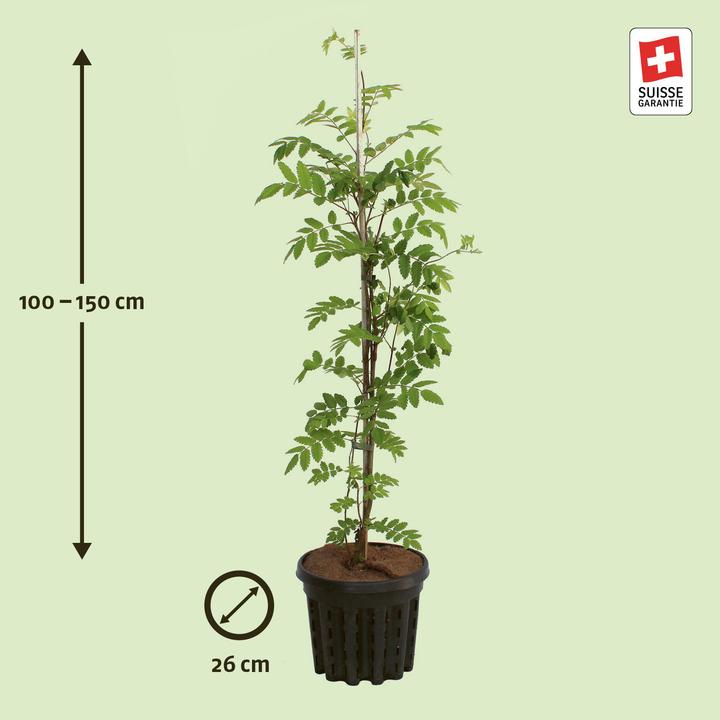 Produktbild Zulauf Eberesche, Vogelbeere / Sorbus aucuparia (100 cm)