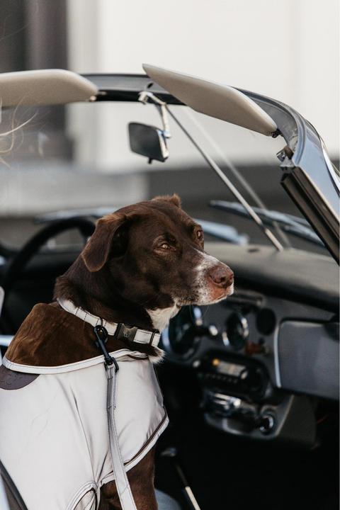 Produktbild Kentucky Dogwear Hundehalsband Reflective (S, Hund, Allgemein)