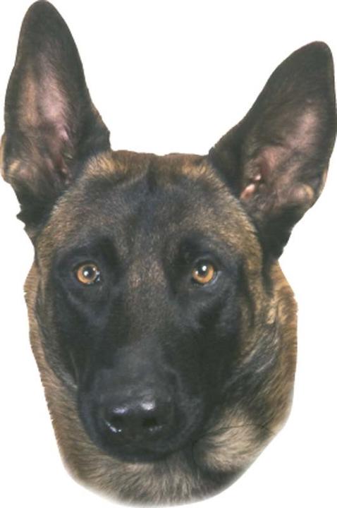 Produktbild Nobby Aufkleber Malinois