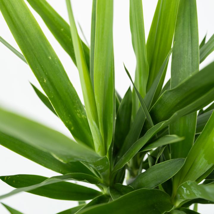 Immagine prodotto Plant in a Box Yucca Elephantipes - Palmlelie (70 cm)