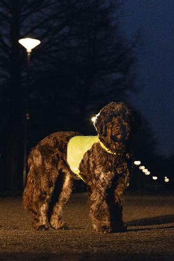 Actual product image Beeztees Safety Gear Safety Vest A (S, Dog vest)