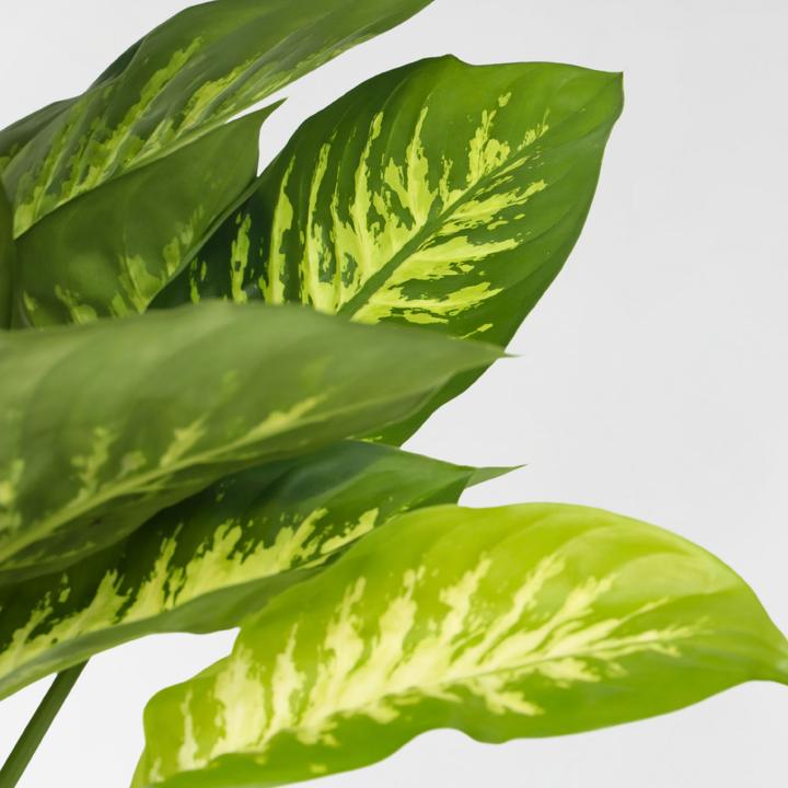 Produktbild Plant in a Box Dieffenbachia - Arum (70 cm)