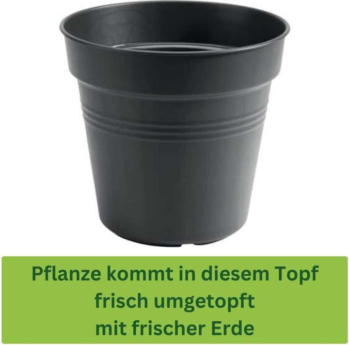 Produktbild Plantlovers Coffea Arabica (Kaffeepflanze) (25 cm, Frisch umgetopft)