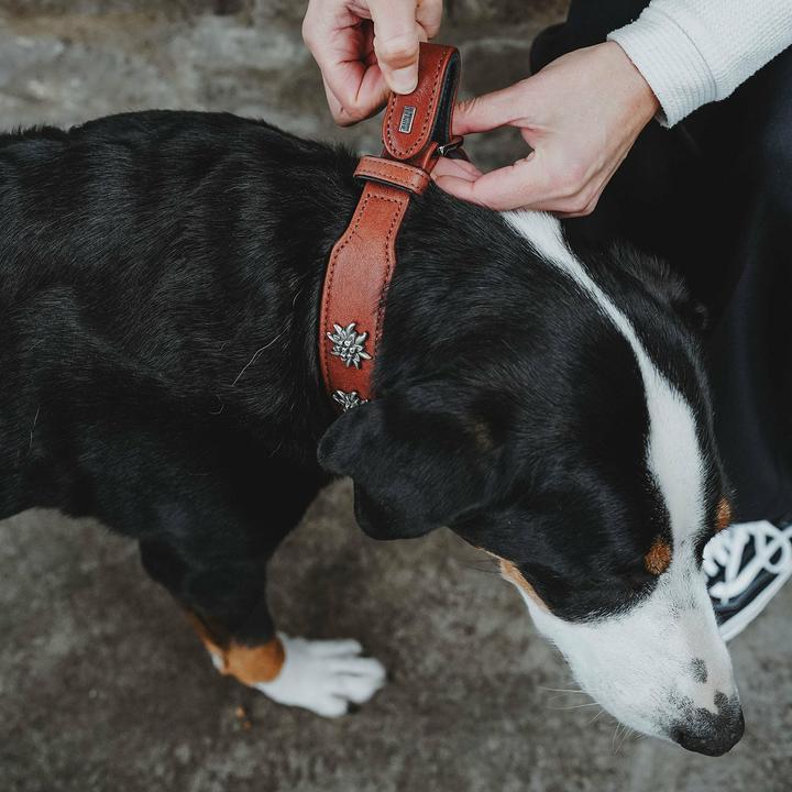Produktbild Hunter Halsband München für Hunde 55 (Hund, Allgemein)
