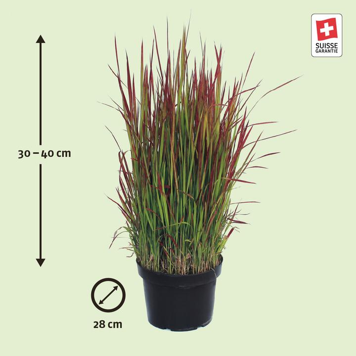 Produktbild Zulauf Blutgras / Imperata cylindrica 'Red Baron' (30 cm)