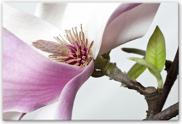 Immagine prodotto Trenddeko magnolia (100 x 70 cm)