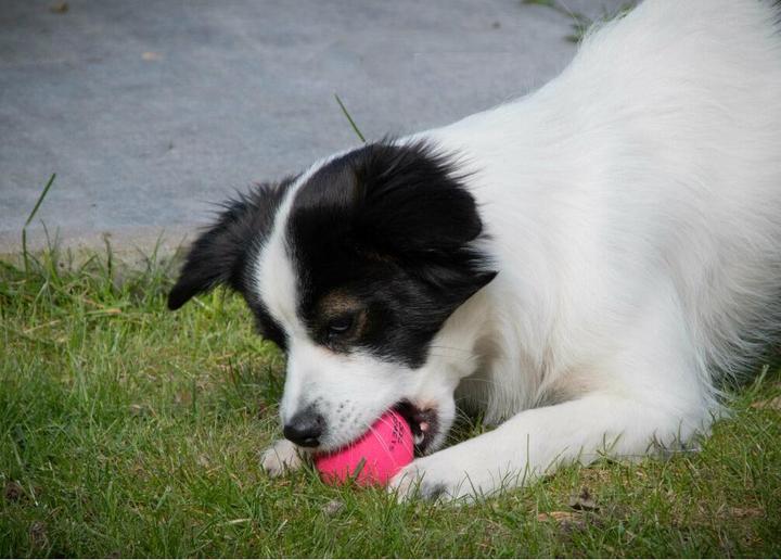 Produktbild Dog Comets Ball Stardust Rosa M 2-pack