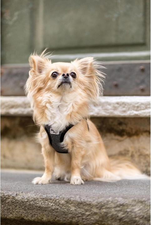 Produktbild Curli Geschirr Merino (3XS, Hund, Allgemein)