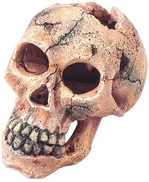 Produktbild Europet Dekor Totenkopf S 11cm (Dekoration, sonstige Gegenstände)