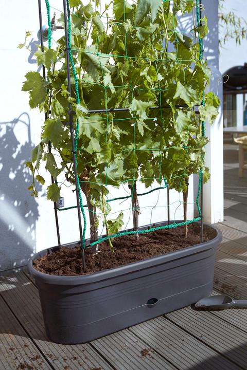 Actual product image Elho Green Basics (78 cm)