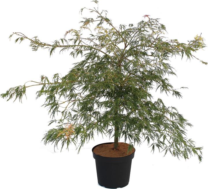 Actual product image Zulauf Japanischer Fächer-Ahorn / Acer palmatum 'Dissectum' (60 cm)