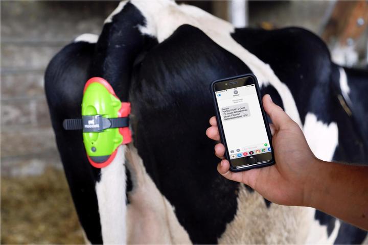 Actual product image Magni MOOCALL calving indicator complete