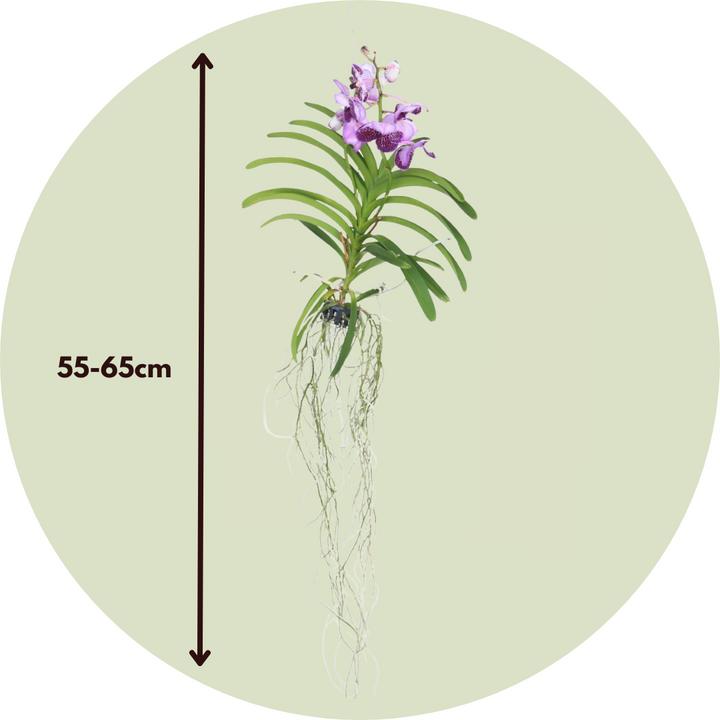 Produktbild Plant in a Box Vanda 'Lila' - Orchidee (60 cm)