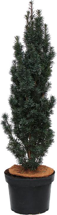 Produktbild Zulauf Säulen-Eibe / Taxus bac. 'Fastigiata Robusta' (125 cm)