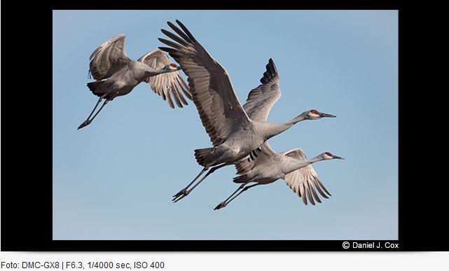 Actual product image Panasonic 100-400mm f/4-6.3 Leica DG Vario-Elmar ASPH. power O.I.S. (Micro Four Thirds, Micro Four Thirds)
