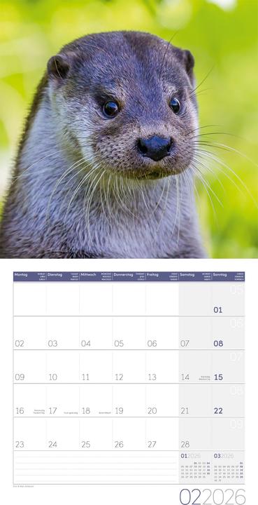 Produktbild Otter Kalender 2026 - 30x30 (30 x 30 cm, Harter Einband, Deutsch)