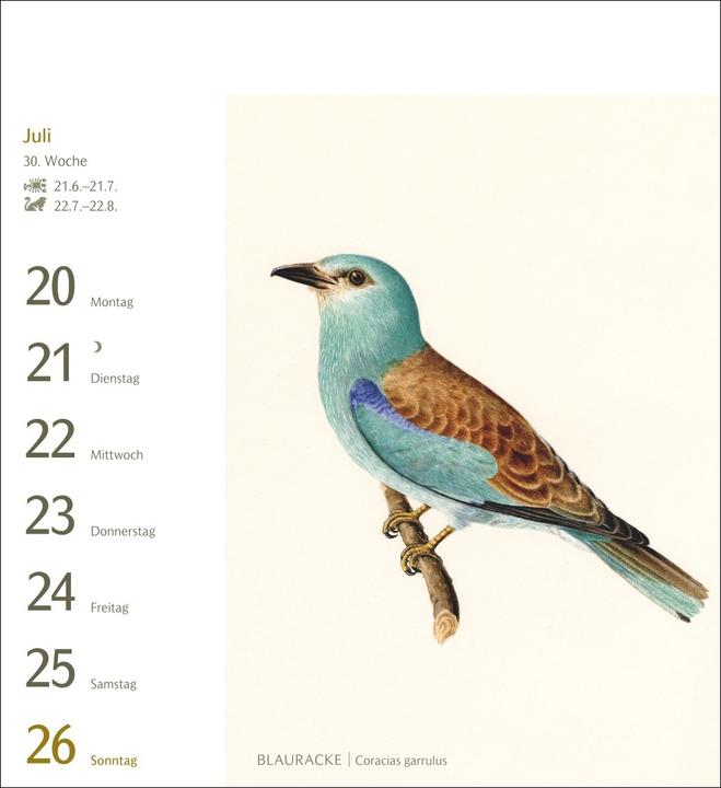 Actual product image Harenberg Vögel Postkartenkalender 2026 - Postkartenkalender mit 53 historischen Zeichnungen (Hardcover, German)
