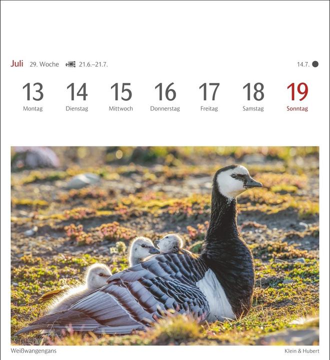 Immagine prodotto Harenberg Heimische Vögel Postkartenkalender 2026 - Wochenkalender mit 53 Postkarten (Tedesco)