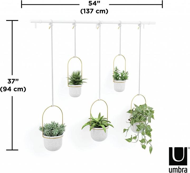 Image du produit Umbra Triflora (18 cm)