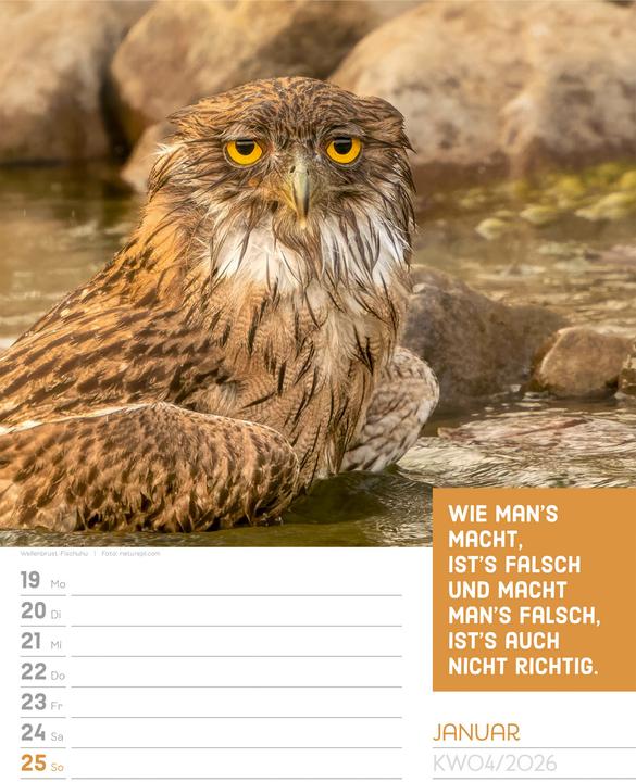 Produktbild Tierisch! Sprüchekalender - Wochenplaner Kalender 2026 (25 x 33 cm, Harter Einband, Deutsch)