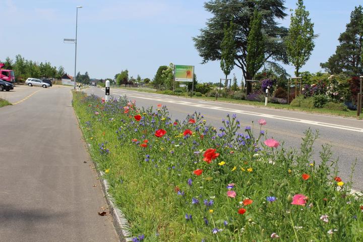 Produktbild Ökohum Bodensee Blütentraum Augenweide (Blumensamen)