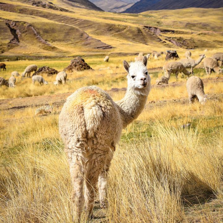 Actual product image No Drama Llama 2024 (Hardcover, Spanish, French, Czech, Italian, Dutch, Polish, German, English)