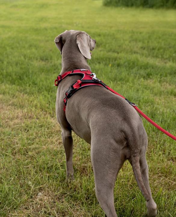 Image du produit Ionto Reflektierendes Anti-Zug Hundegeschirr (L, Chien)