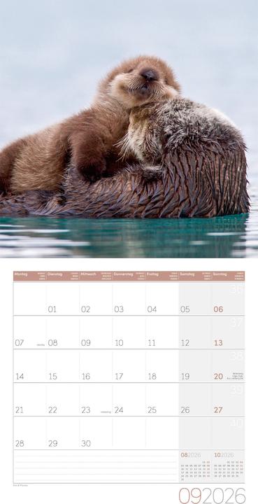 Produktbild Otter Kalender 2026 - 30x30 (30 x 30 cm, Harter Einband, Deutsch)