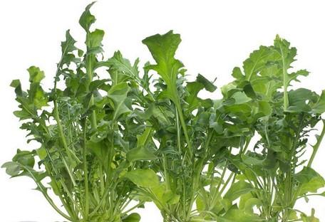 Actual product image Click and Grow Arugula (Vegetable seeds)