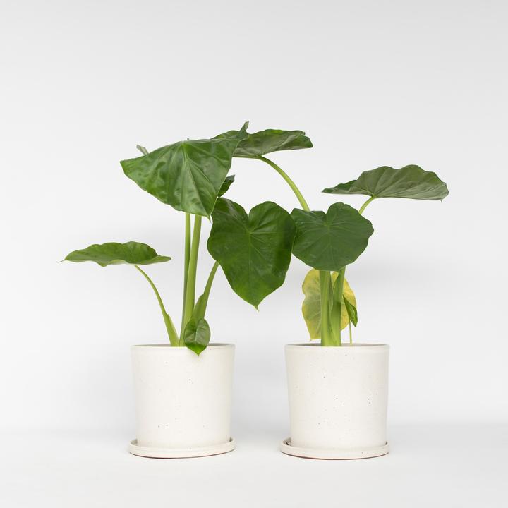 Actual product image Plant in a Box Alocasia macrorrhizos - Set of 2 Giant Ear (60 cm)