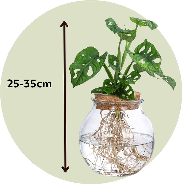 Produktbild Plant in a Box Monstera Adansonii 'Monkey Mask' - Fensterblatt in Glas (35 cm)