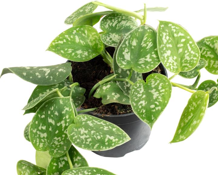 Image du produit Flowerbox Gefleckte Efeutute - Scindapsus pictus 'Argyraeus'