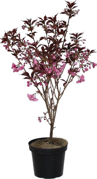 Image du produit Zulauf Jap. Nelken-Kirsche / Prunus serr. 'Royal Burgundy' (80 cm)