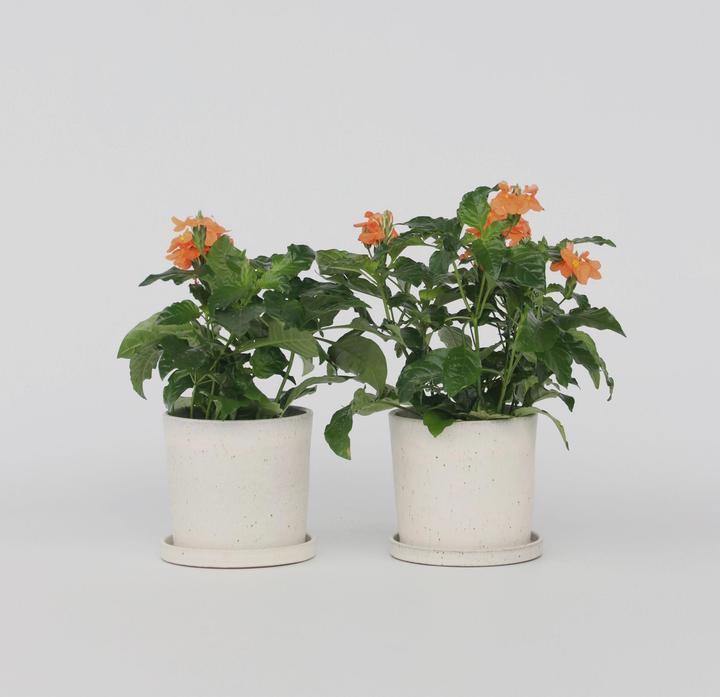 Actual product image Plant in a Box Crossandra infundibuliformis 'Fortuna' - Set of 2 Fire Flower (20 cm)