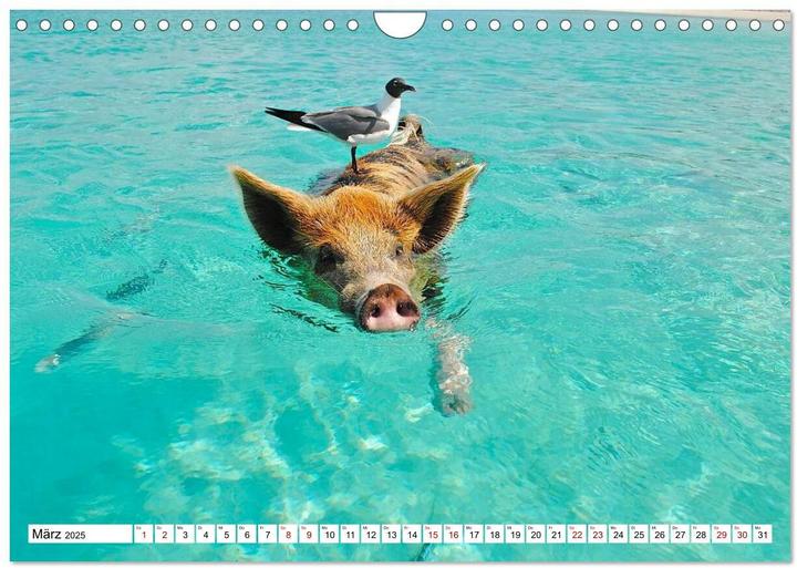 Produktbild Schweine im Dauerurlaub auf den Bahamas! (Wandkalender 2025 DIN A4 quer), Monatskalender (A4, Deutsch)
