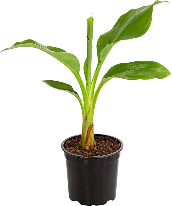 Produktbild Plantlovers Musella lasiocarpa (Lotusbanane) (25 cm, Tierfreundlich)