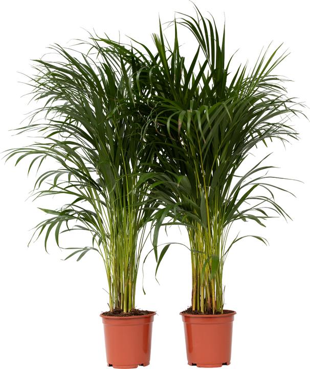Produktbild Plant in a Box Dypsis Lutescens - 2er Set Areca Goldfruchtpalme (100 cm)
