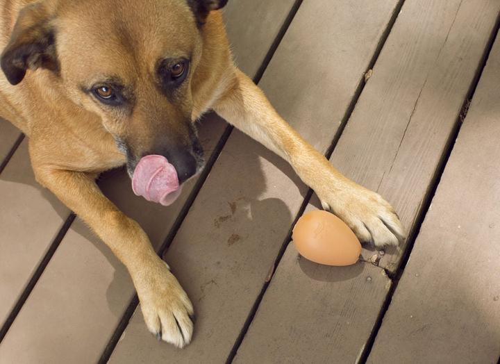 Produktbild Kikkerland Bouncy Egg Treat Ball (Ballspielzeug Hund)