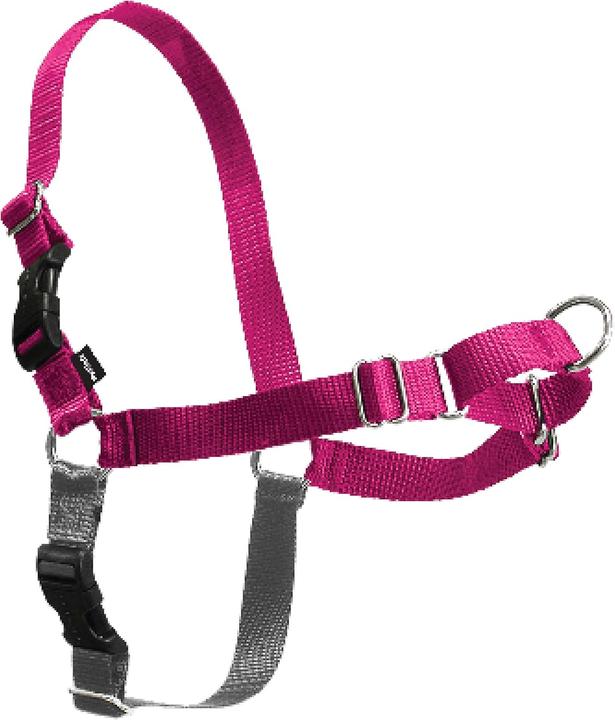 Collar + Leashes