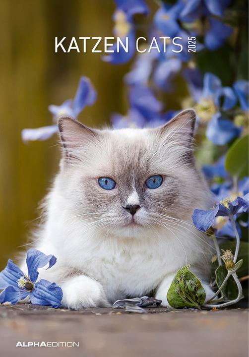 Actual product image Katzen2026-Bildkalender23,7x34cm-KalendermitPlatzfürNotizen-mitvie (23.7 x 34 cm, Hardcover, German)